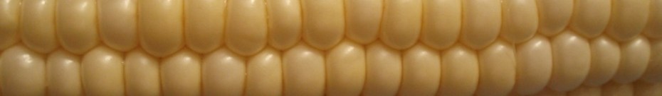 cropped-closecorn